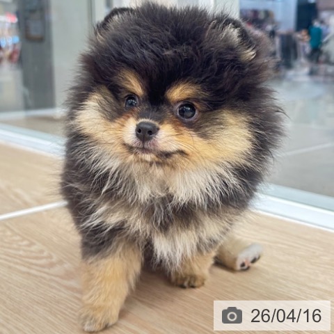 京都府のポメラニアン (ペットプラス 京都桂川店/2026年2月4日生まれ/女の子/ブラックタン)の子犬の4枚目の画像