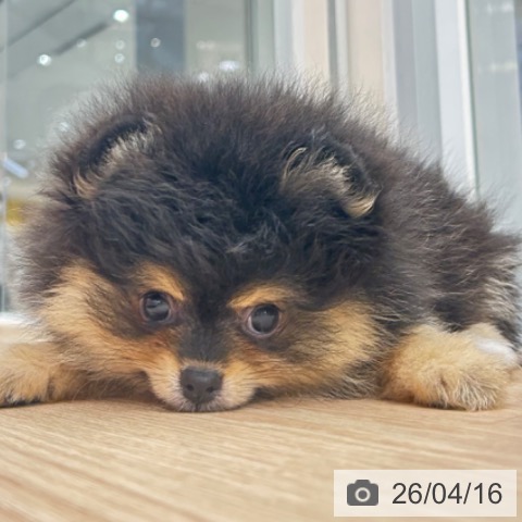 京都府のポメラニアン (ペットプラス 京都桂川店/2026年2月4日生まれ/女の子/ブラックタン)の子犬の3枚目の画像