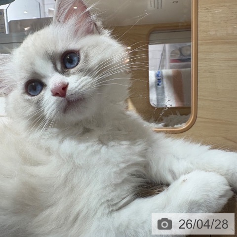 兵庫県のラグドール (ペットプラス 神戸三宮店/2026年2月4日生まれ/男の子/ブルーリンクスポイントバイカラー)の子猫の3枚目の画像