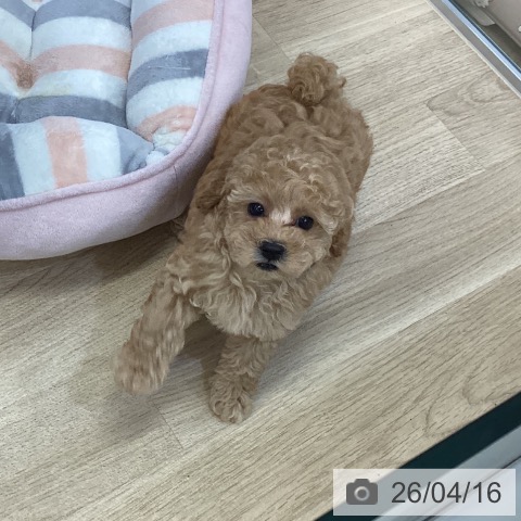 トイ・プードルの写真