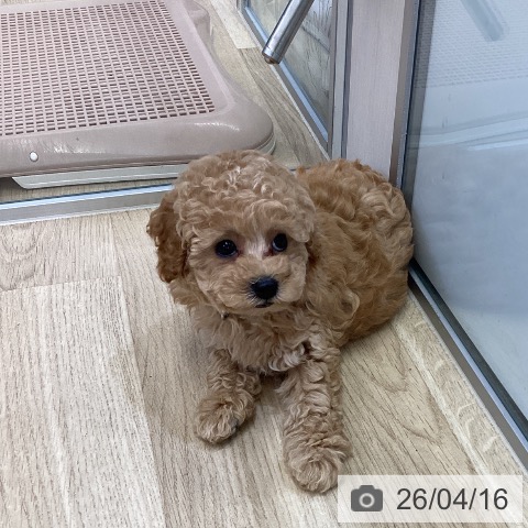 トイ・プードルの写真