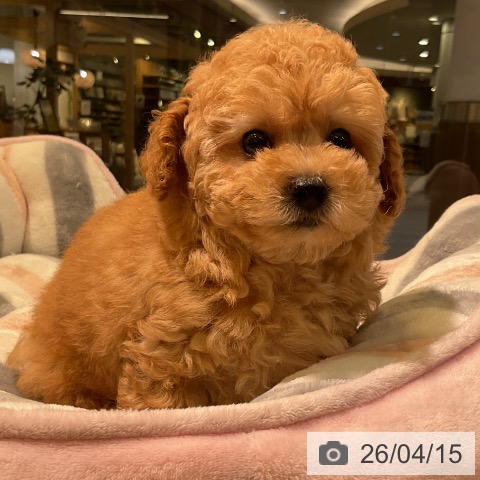 トイ・プードルの写真