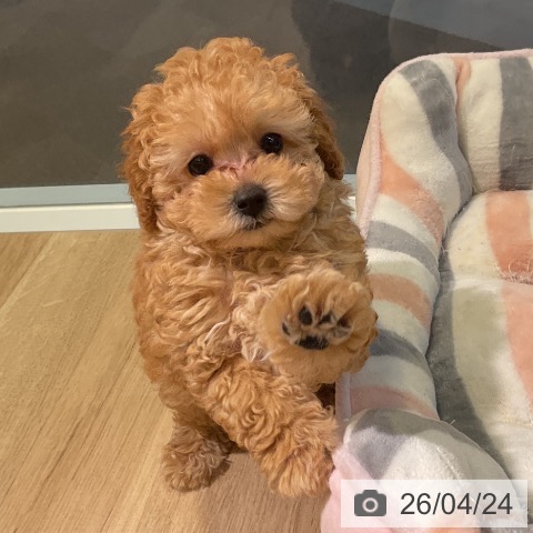 愛知県のトイプードル(トイ) (ペットプラス 岡崎店/2026年2月13日生まれ/男の子/オレンジフォーン)の子犬の3枚目の画像