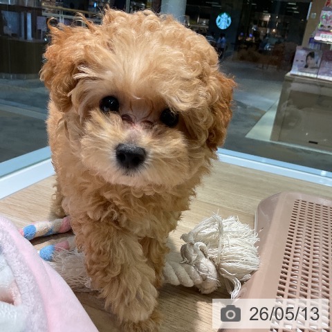 愛知県のトイプードル(トイ) (ペットプラス 岡崎店/2026年2月13日生まれ/男の子/オレンジフォーン)の子犬の3枚目の画像
