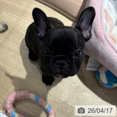 大阪府のフレンチブルドッグ (ペットプラス イオン大日店/2026年2月11日生まれ/男の子/ブリンドル)の子犬の4枚目の画像