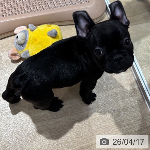 大阪府のフレンチブルドッグ (ペットプラス イオン大日店/2026年2月11日生まれ/男の子/ブリンドル)の子犬の3枚目の画像