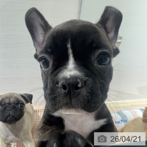 兵庫県のフレンチブルドッグ (ペットプラス 神戸三宮店/2026年2月11日生まれ/男の子/ブリンドルホワイト)の子犬の4枚目の画像