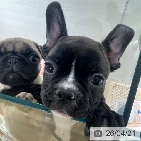 兵庫県のフレンチブルドッグ (ペットプラス 神戸三宮店/2026年2月11日生まれ/男の子/ブリンドルホワイト)の子犬の3枚目の画像