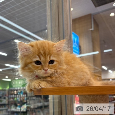 大阪府のラガマフィン (ペットプラス イオン大日店/2026年2月6日生まれ/女の子/レッドタビー)の子猫の4枚目の画像
