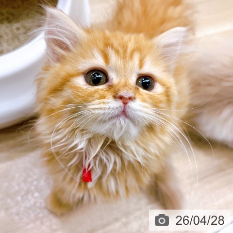 大阪府のラガマフィン (ペットプラス イオン大日店/2026年2月6日生まれ/女の子/レッドタビー)の子猫の3枚目の画像