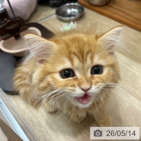 大阪府のラガマフィン (ペットプラス イオン大日店/2026年2月6日生まれ/女の子/レッドタビー)の子猫の4枚目の画像
