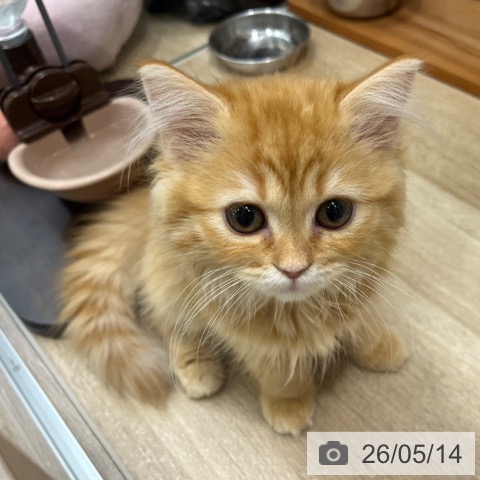 大阪府のラガマフィン (ペットプラス イオン大日店/2026年2月6日生まれ/女の子/レッドタビー)の子猫の3枚目の画像