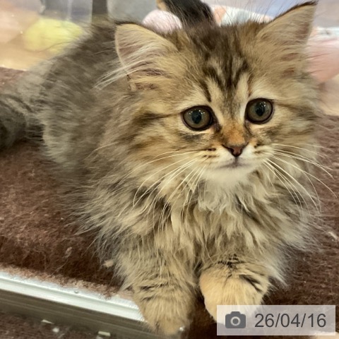 ラガマフィンの写真