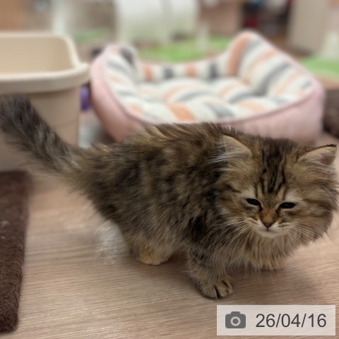 ラガマフィンの写真