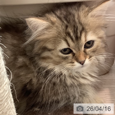 ラガマフィンの写真