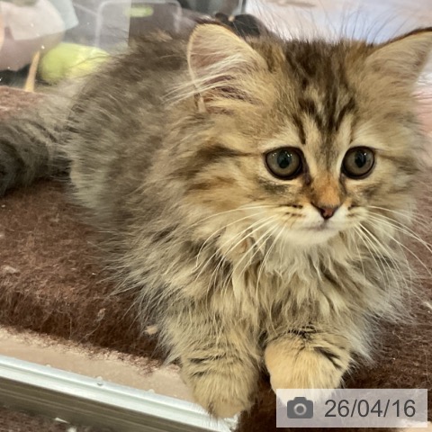 ラガマフィンの写真