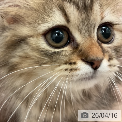 ラガマフィンの写真