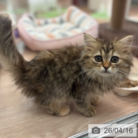 ラガマフィンの写真