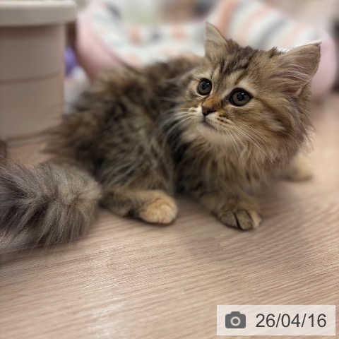 ラガマフィンの写真