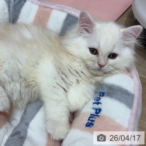 大阪府のラガマフィン (ペットプラス イオン大日店/2026年1月30日生まれ/男の子/クリームタビーホワイト)の子猫の4枚目の画像