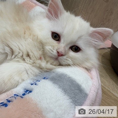 大阪府のラガマフィン (ペットプラス イオン大日店/2026年1月30日生まれ/男の子/クリームタビーホワイト)の子猫の3枚目の画像