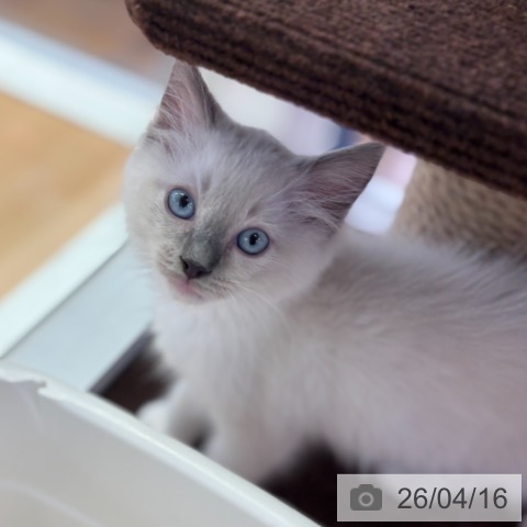 京都府のラグドール (ペットプラス 醍醐店/2026年2月6日生まれ/男の子/ブルーポイントミテッド)の子猫の4枚目の画像