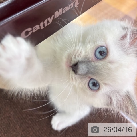 京都府のラグドール (ペットプラス 醍醐店/2026年2月6日生まれ/男の子/ブルーポイントミテッド)の子猫の3枚目の画像