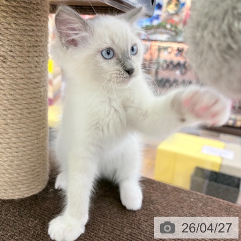 京都府のラグドール (ペットプラス 醍醐店/2026年2月6日生まれ/男の子/ブルーポイントミテッド)の子猫の3枚目の画像