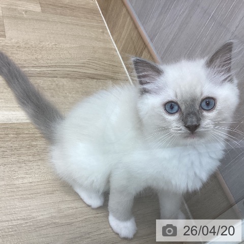 ラグドールの写真