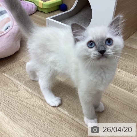 ラグドールの写真