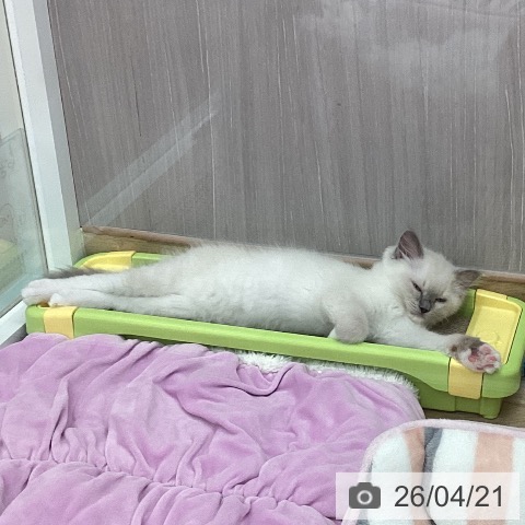 ラグドールの写真