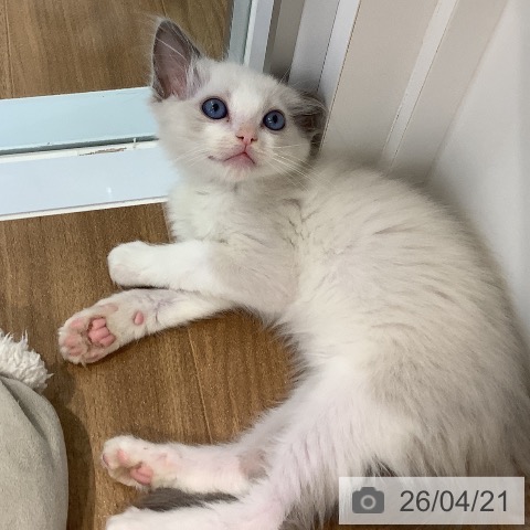 大阪府のラグドール (ペットプラス りんくう泉南店/2026年2月6日生まれ/男の子/ブルーポイントバイカラー)の子猫の4枚目の画像