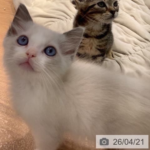 大阪府のラグドール (ペットプラス りんくう泉南店/2026年2月6日生まれ/男の子/ブルーポイントバイカラー)の子猫の3枚目の画像