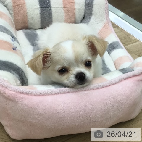 福島県のチワワ(ロング) (ペットプラス 福島店/2026年2月12日生まれ/男の子/クリームホワイト)の子犬の3枚目の画像