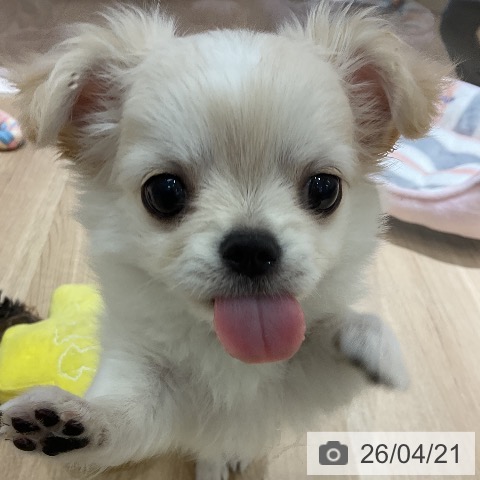 神奈川県のチワワ(ロング) (ペットプラス モザイクモール港北店/2026年2月12日生まれ/男の子/クリームホワイト)の子犬の4枚目の画像