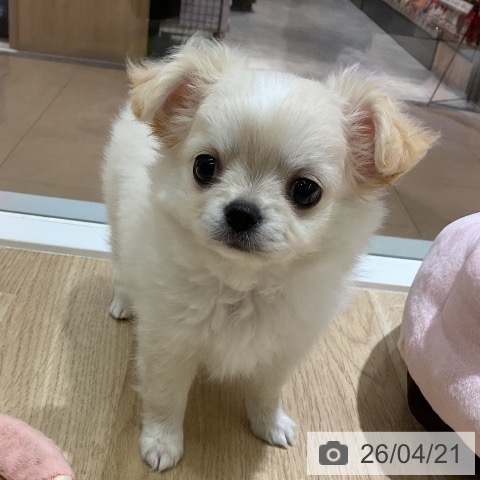 神奈川県のチワワ(ロング) (ペットプラス モザイクモール港北店/2026年2月12日生まれ/男の子/クリームホワイト)の子犬の3枚目の画像