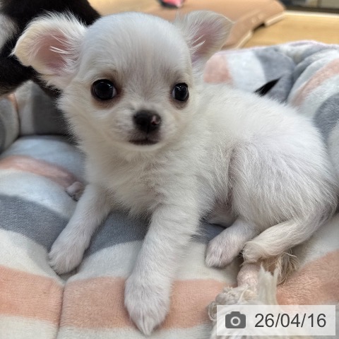 東京都のチワワ(ロング) (ペットプラス アクアシティお台場店/2026年2月12日生まれ/男の子/ホワイトクリーム)の子犬の4枚目の画像