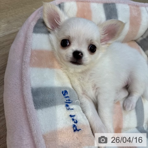 東京都のチワワ(ロング) (ペットプラス アクアシティお台場店/2026年2月12日生まれ/男の子/ホワイトクリーム)の子犬の3枚目の画像