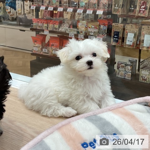 大阪府のマルチーズ (ペットプラス ららぽーと和泉店/2026年2月13日生まれ/男の子/ホワイト)の子犬の4枚目の画像