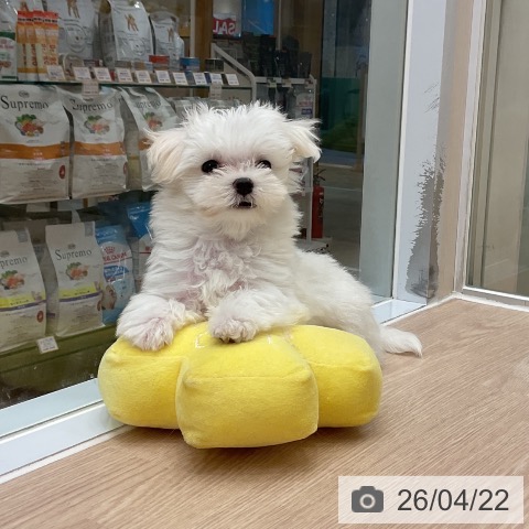 大阪府のマルチーズ (ペットプラス ららぽーと和泉店/2026年2月13日生まれ/男の子/ホワイト)の子犬の3枚目の画像