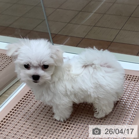 マルチーズの写真