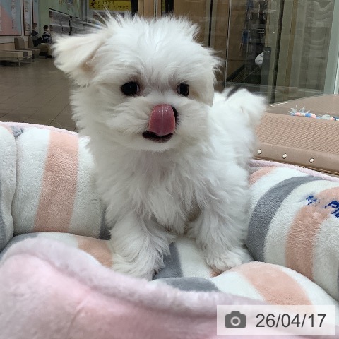マルチーズの写真