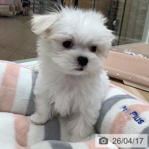 マルチーズの写真