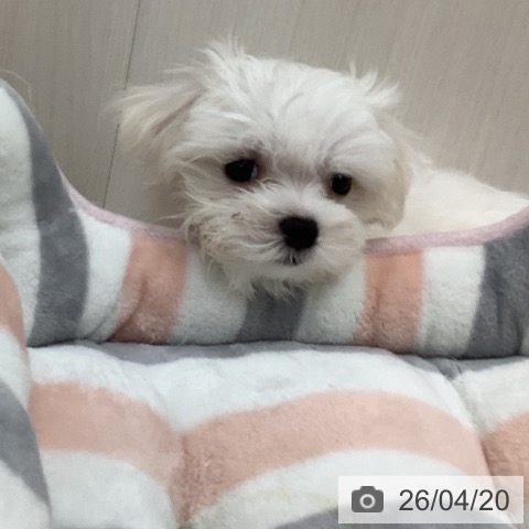 大阪府のマルチーズ (ペットプラス 鶴見店/2026年2月13日生まれ/男の子/ホワイト)の子犬の3枚目の画像