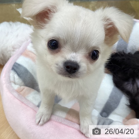 埼玉県のチワワ(ロング) (ペットプラス 羽生店/2026年2月9日生まれ/男の子/クリームホワイト)の子犬の3枚目の画像