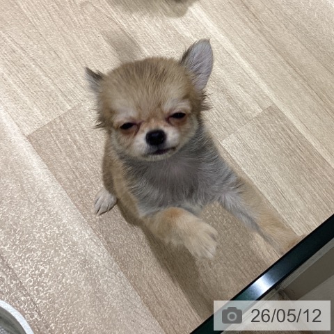 チワワの写真