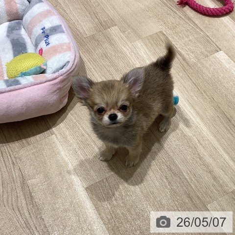 チワワの写真