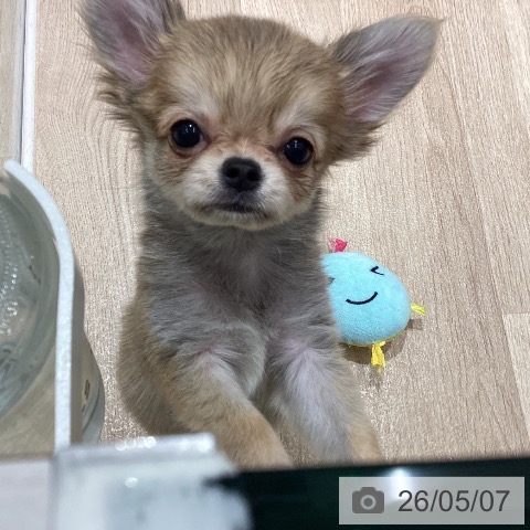 チワワの写真