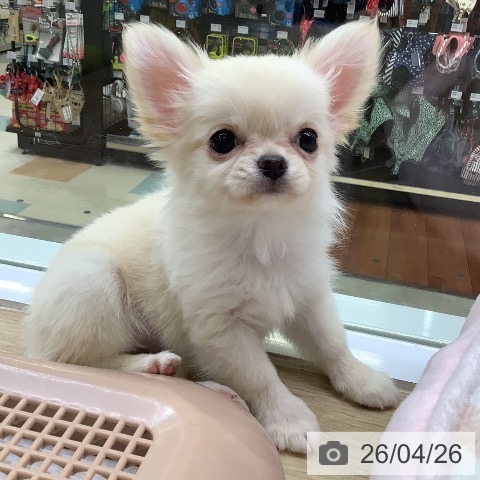 兵庫県のチワワ(ロング) (ペットプラス 明石店/2026年2月11日生まれ/女の子/クリーム)の子犬の4枚目の画像