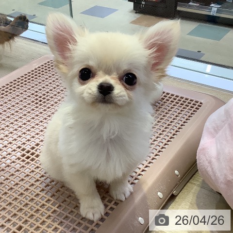 兵庫県のチワワ(ロング) (ペットプラス 明石店/2026年2月11日生まれ/女の子/クリーム)の子犬の3枚目の画像